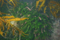 Caulerpa brownii