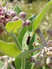 Tetraopes annulatus