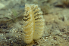 Sarcoptilus shaneparkeri