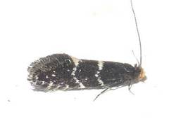 Eudarcia eunitariaeella