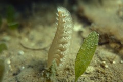 Sarcoptilus shaneparkeri