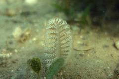 Sarcoptilus shaneparkeri