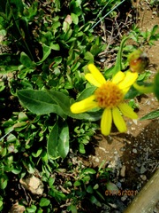 Senecio crassulus