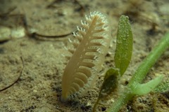 Sarcoptilus shaneparkeri