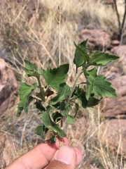Brickellia baccharidea