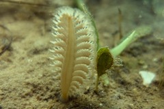 Sarcoptilus shaneparkeri