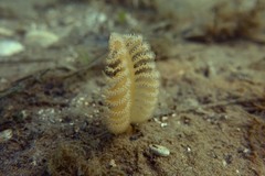 Sarcoptilus shaneparkeri