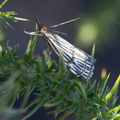 Chrysocrambus
