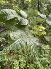 Ptelea trifoliata mollis