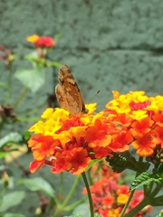 Phyciodes pallescens