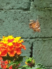 Phyciodes pallescens