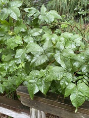Ptelea trifoliata mollis