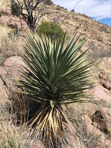Yucca madrensis