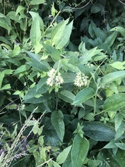 Symphytum