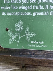 Ptelea trifoliata mollis