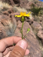 Senecio flaccidus monoensis