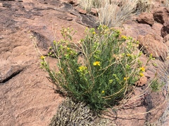 Senecio flaccidus monoensis