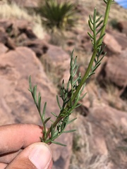 Senecio flaccidus monoensis