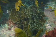 Zonaria aureomarginata