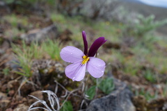 Viola trinervata