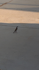 Passer domesticus