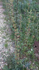 Scrophularia rubricaulis