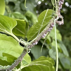 Neoprociphilus aceris