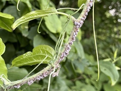 Neoprociphilus aceris