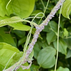 Neoprociphilus aceris