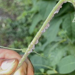 Neoprociphilus aceris