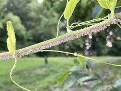 Neoprociphilus aceris