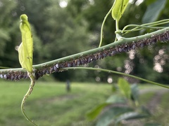 Neoprociphilus aceris