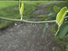 Neoprociphilus aceris