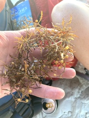 Sargassum natans