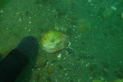 Macomona liliana