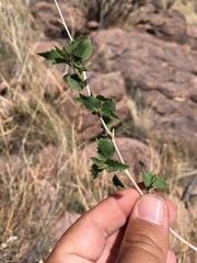 Brickellia baccharidea