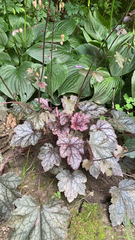 Heuchera