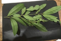 Cryptocarya sclerophylla