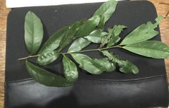 Cryptocarya sclerophylla