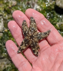 Evasterias troschelii