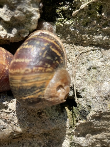 photo of Garden Snail (Cornu aspersum)