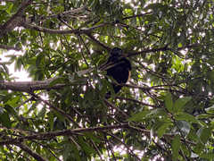 Alouatta