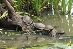 Emys orbicularis galloitalica