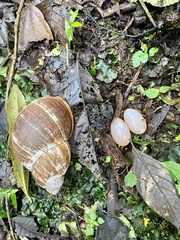 Megalobulimus popelairianus