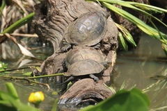 Emys orbicularis galloitalica