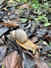 Megalobulimus popelairianus