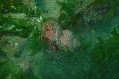 Modelia granosa