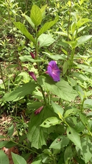 Ipomoea tacambarensis