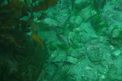 Forsterygion maryannae