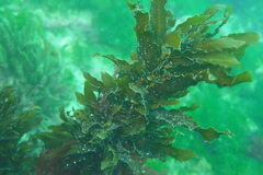 Sargassum sinclairii